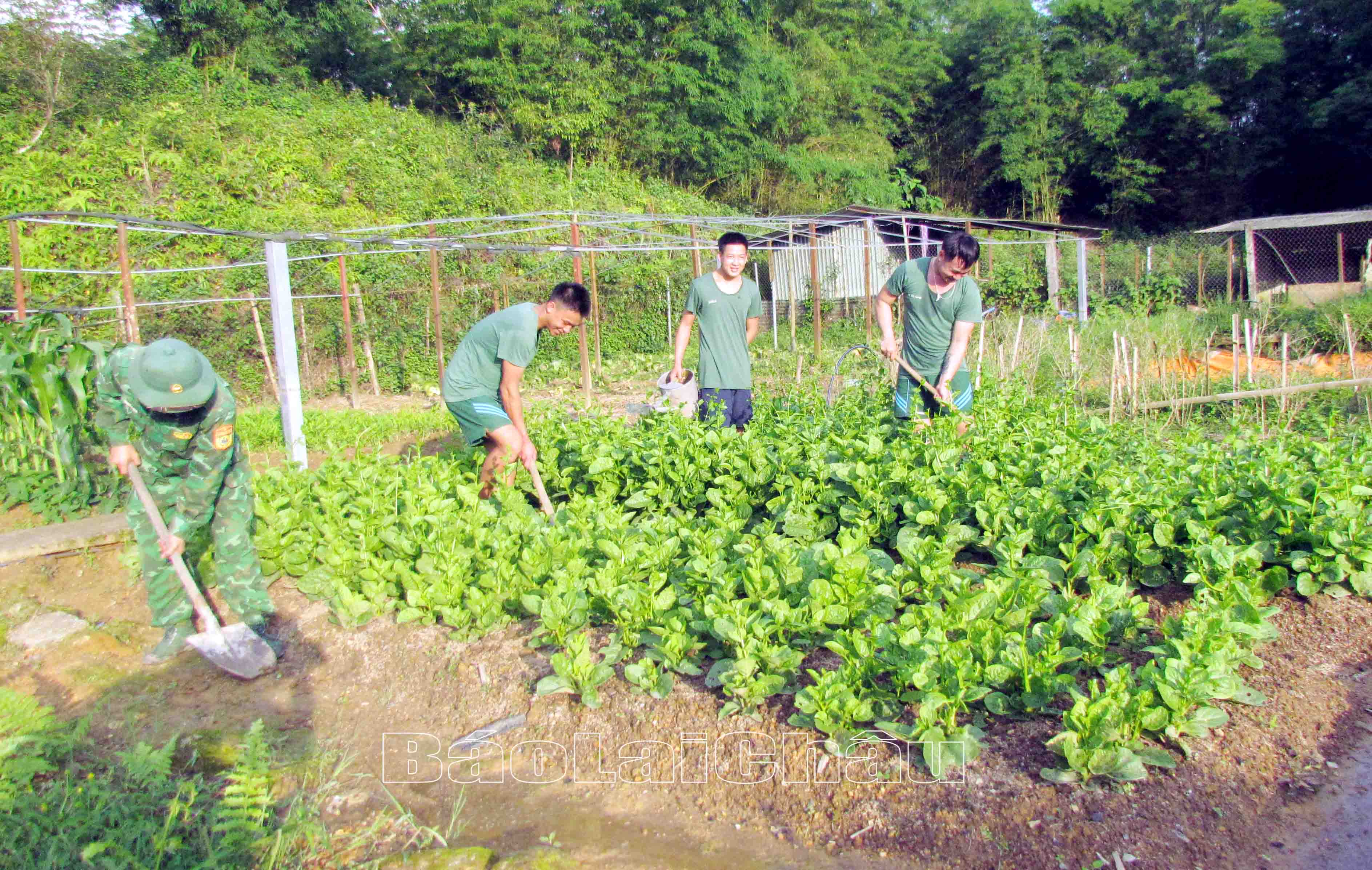 Vườn tăng gia của Đồn Sì Lở Lầu mùa nào thứ nấy rau, củ, quả xanh tốt.